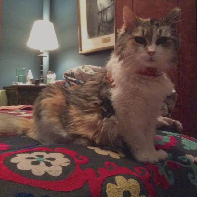 tanya guide to cats kidney disease and b12 injections Mama the Cat – a crash course in feline chronic kidney (CKD) Auto Tag - Muscle Builders